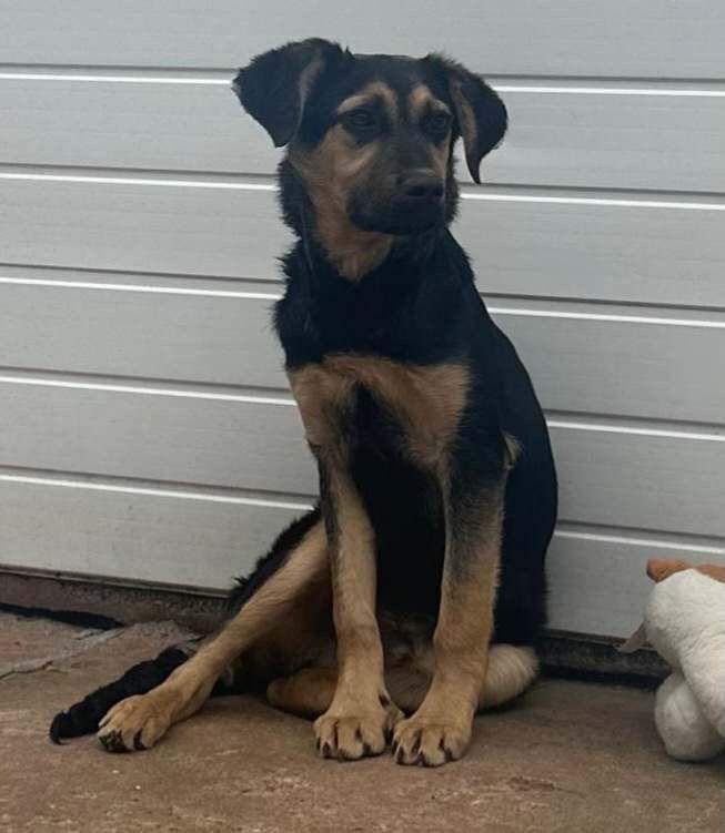 Arlo