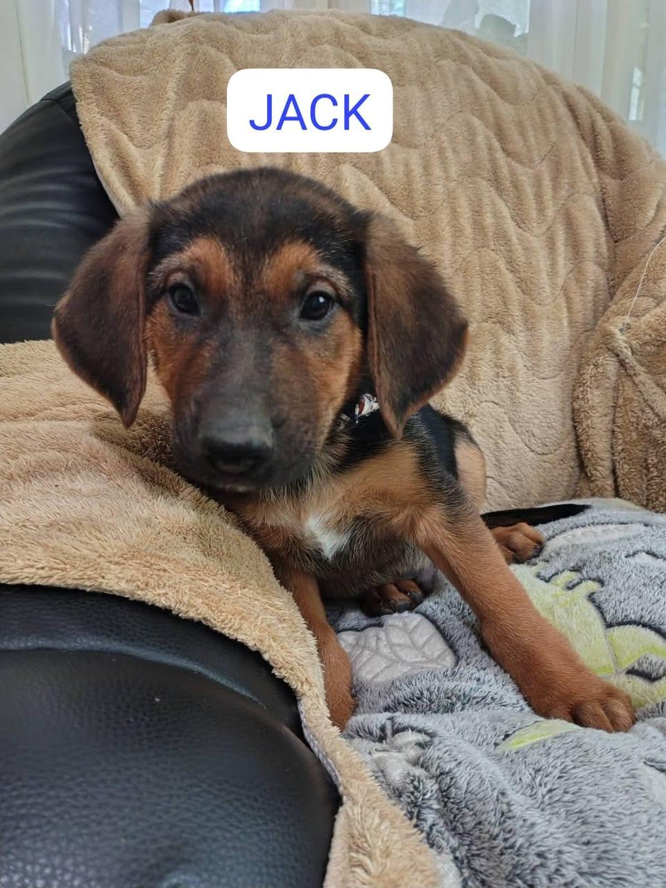 Jack