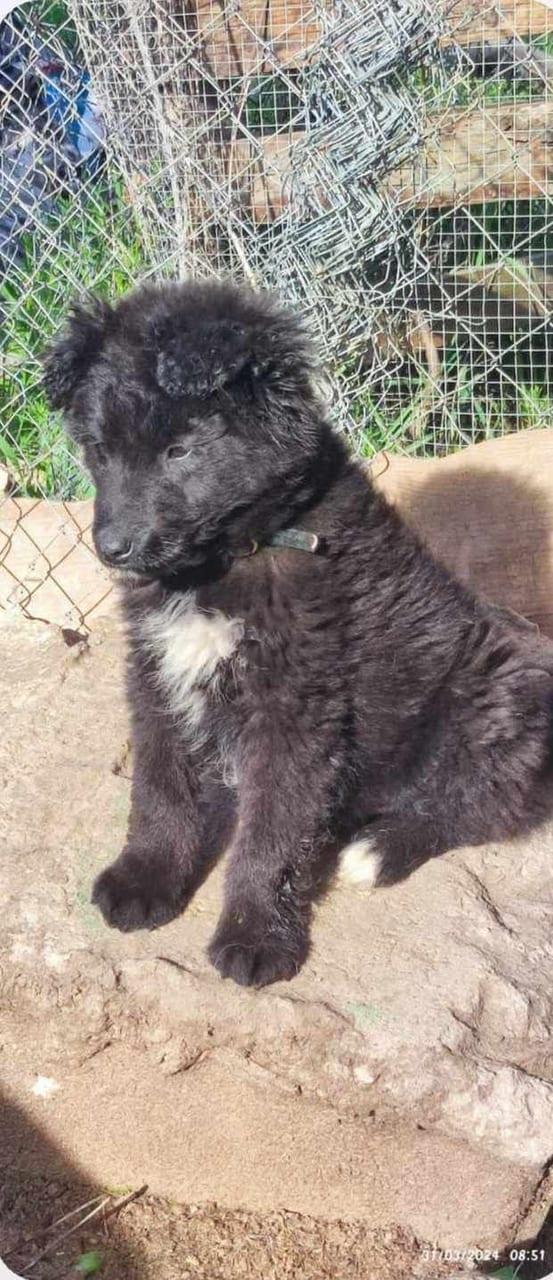 Rufus