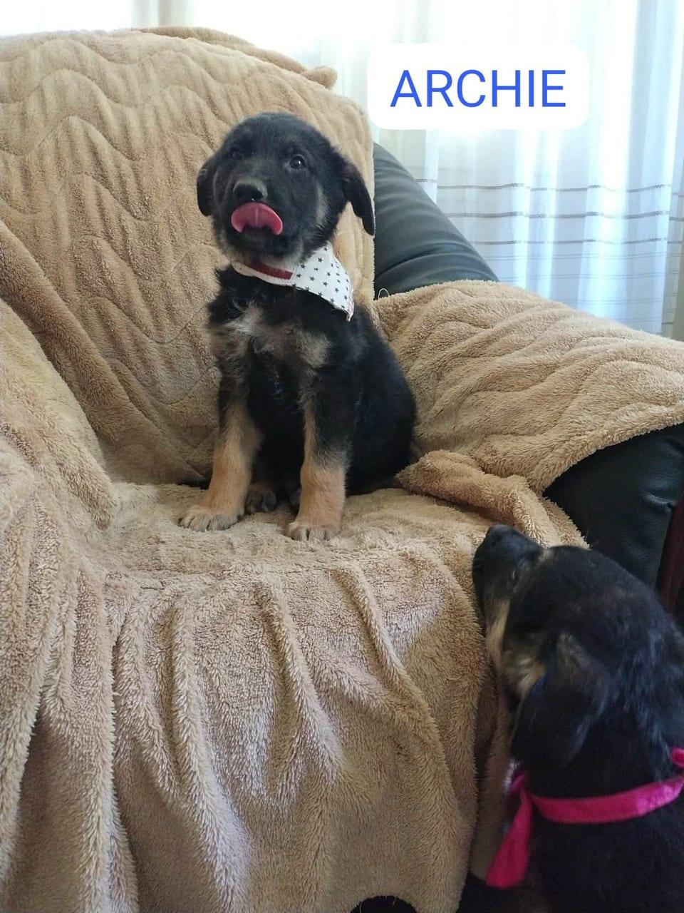 Archie