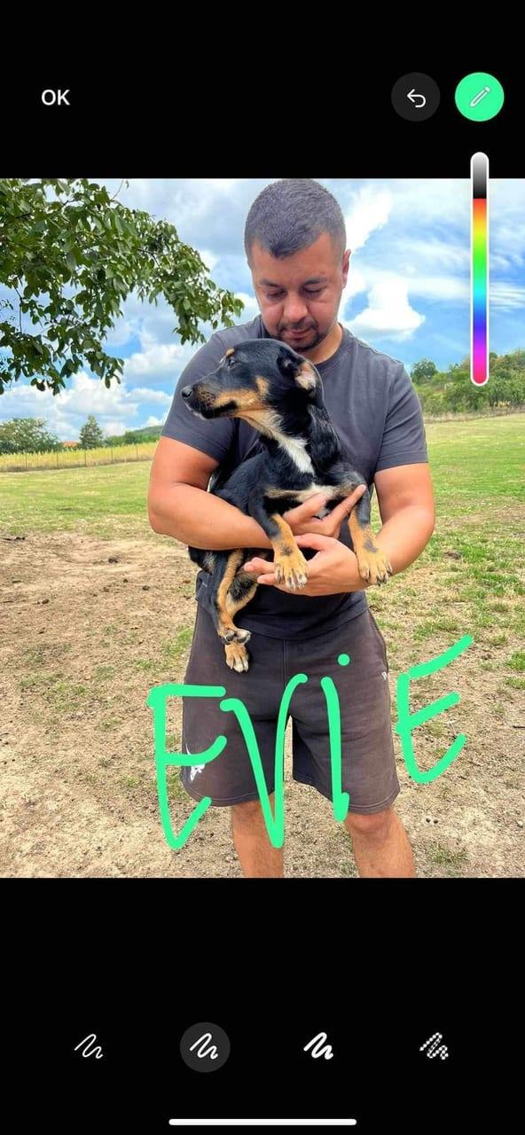 Evie