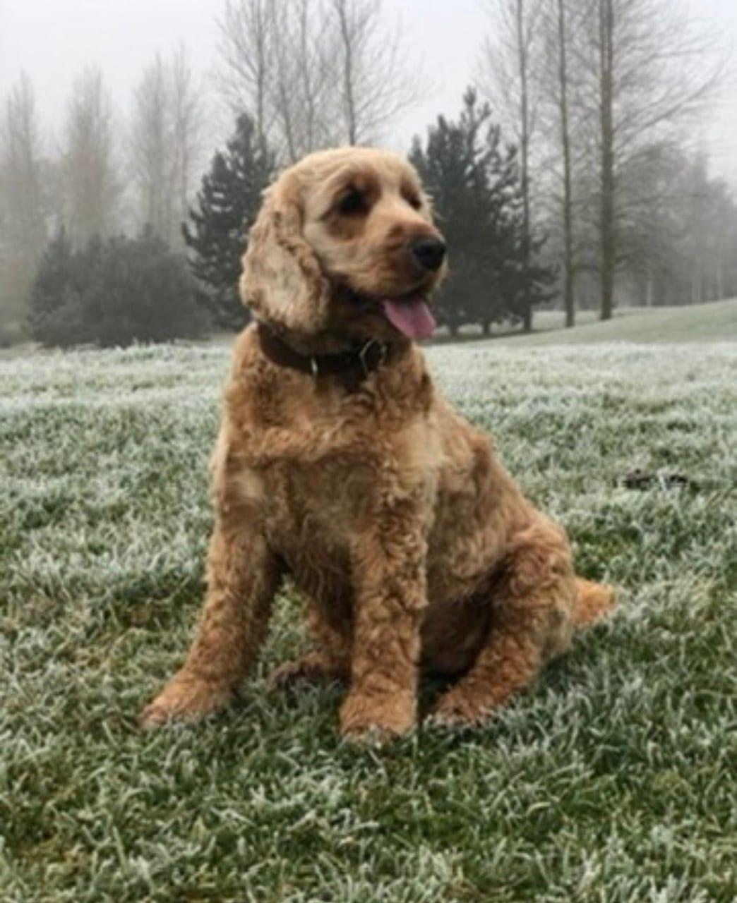 Orla