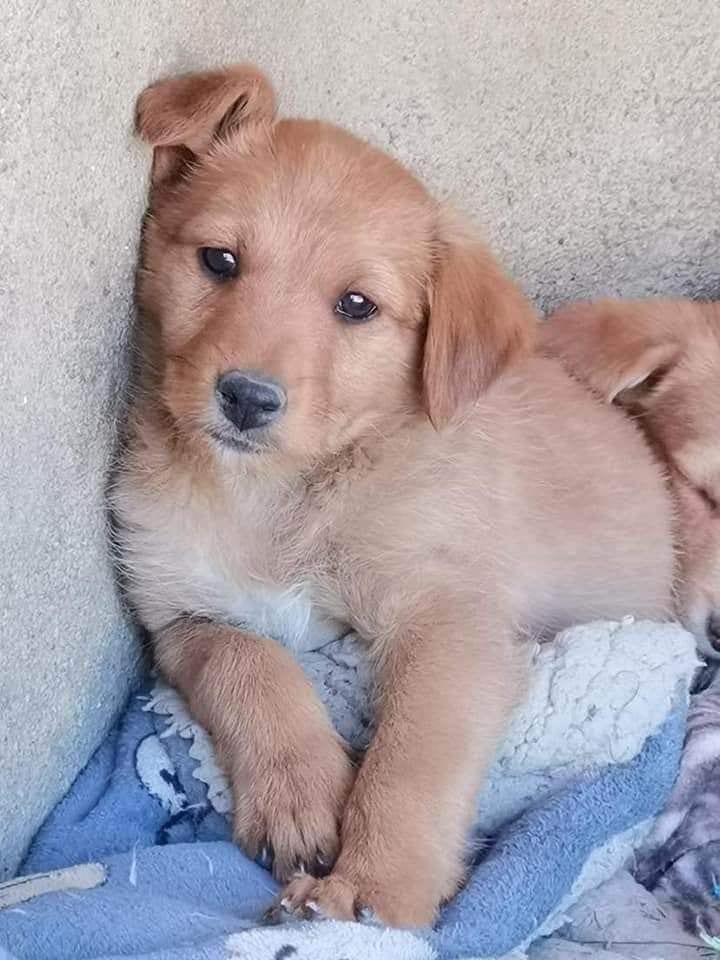 Ava