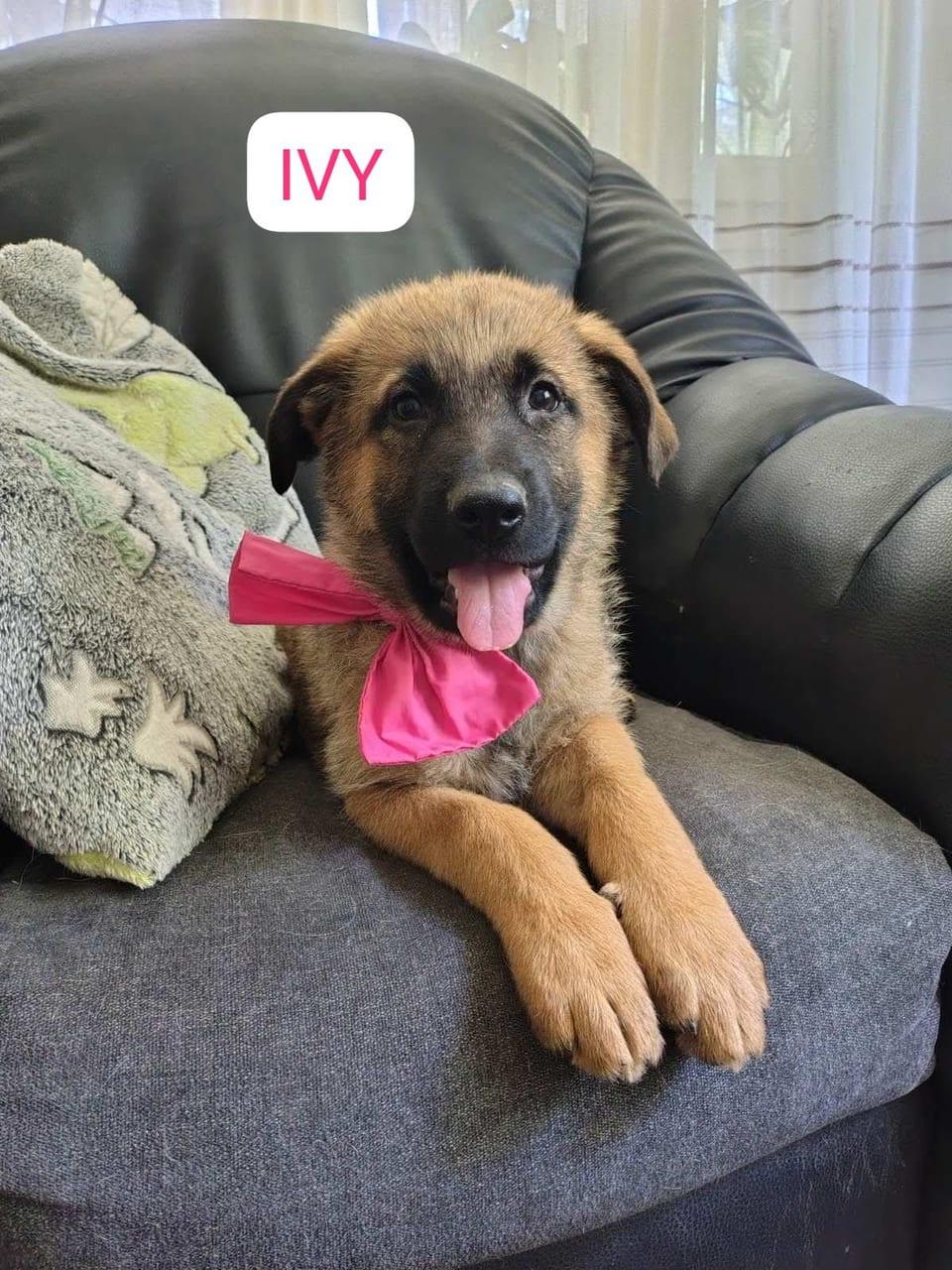Ivy