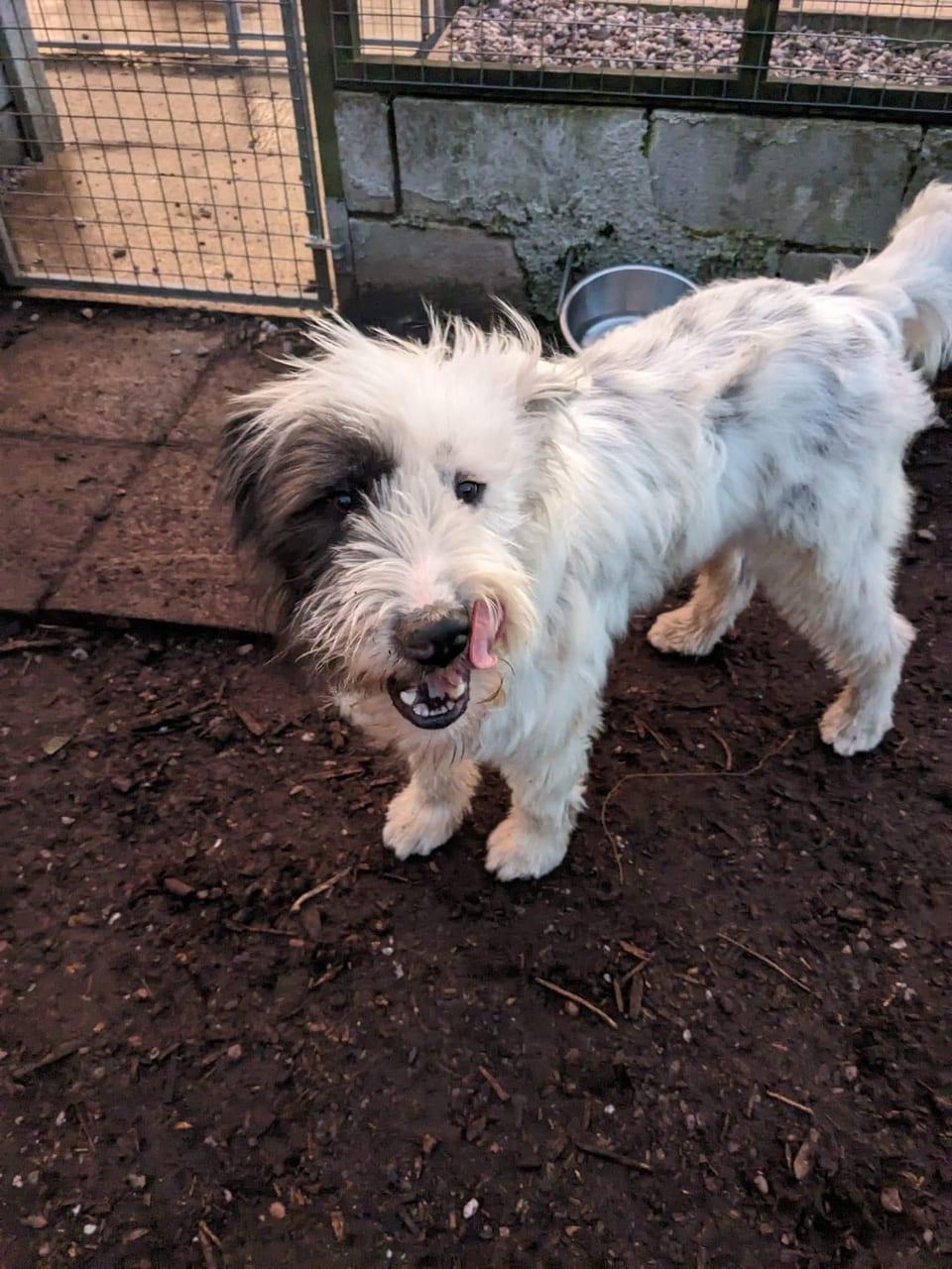 Archie