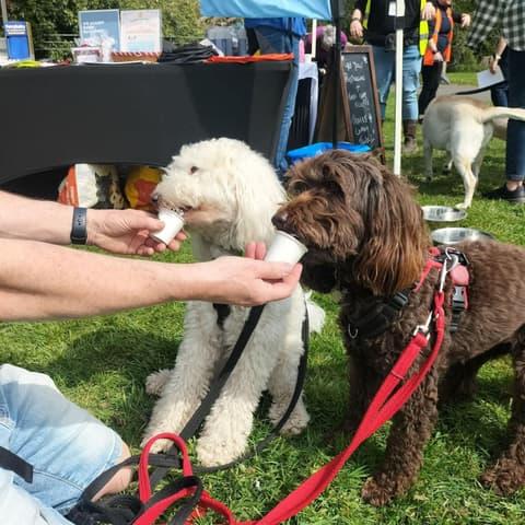 Rescue Fest