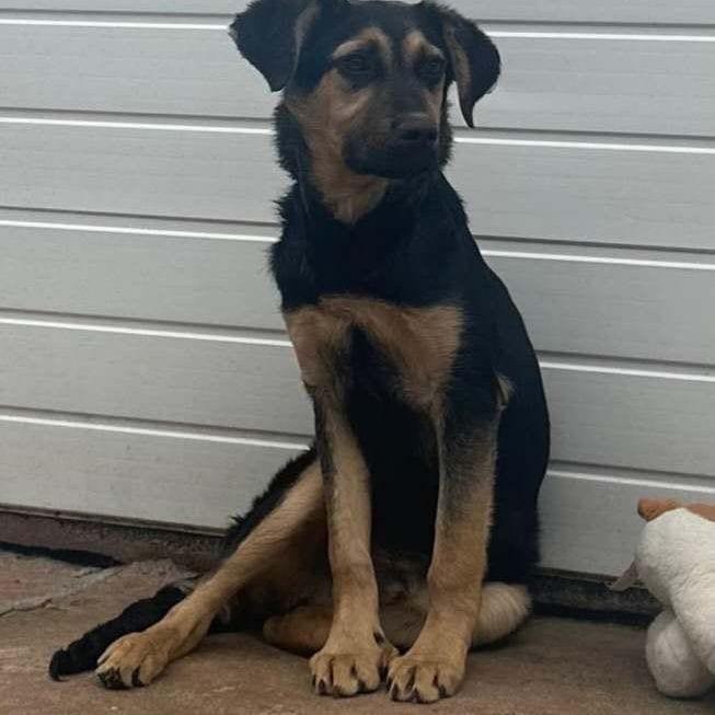 Arlo