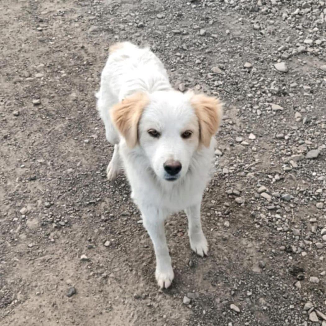 Macie