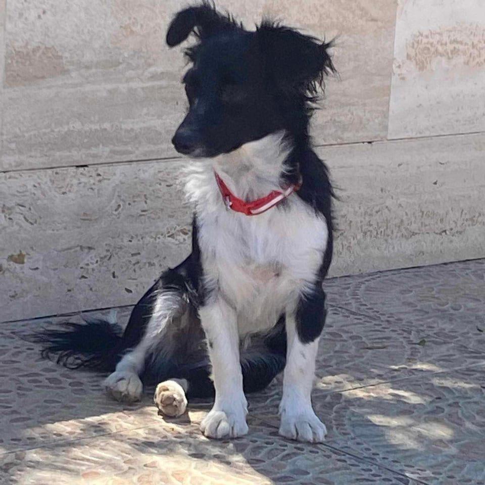 Suzie