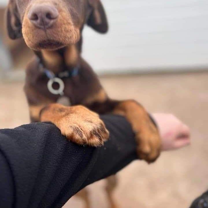 Archie