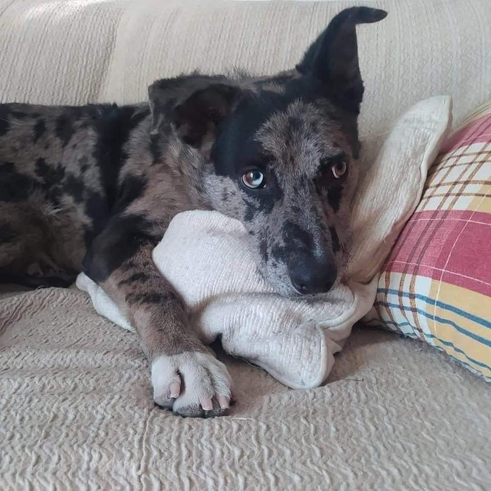 Nuiby