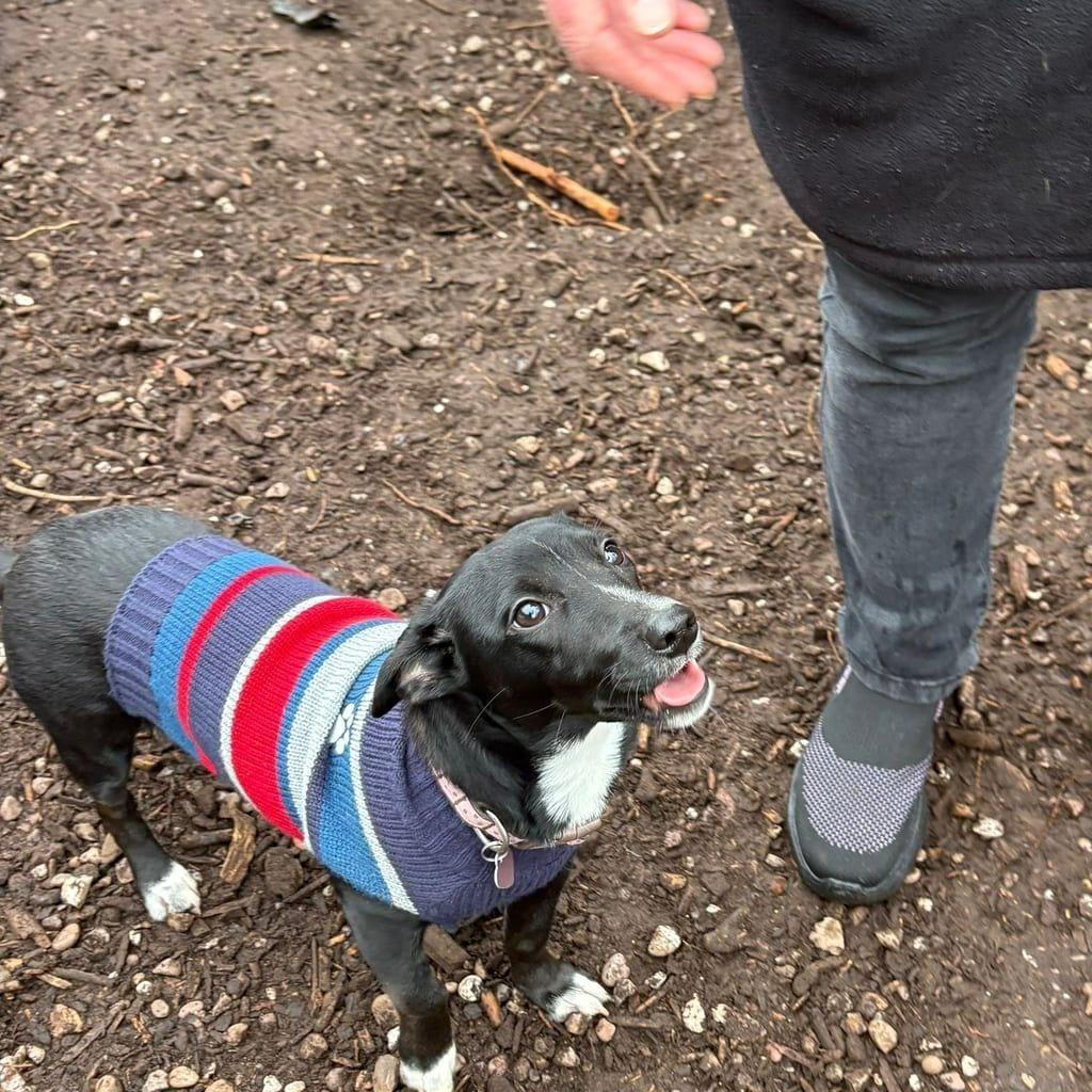 Remi
