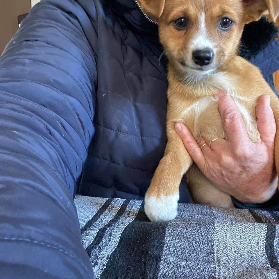 Pip