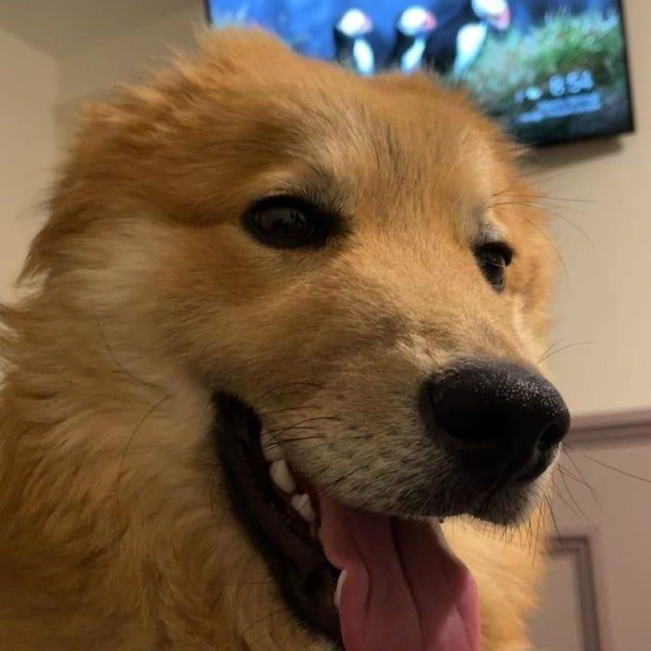 Finn