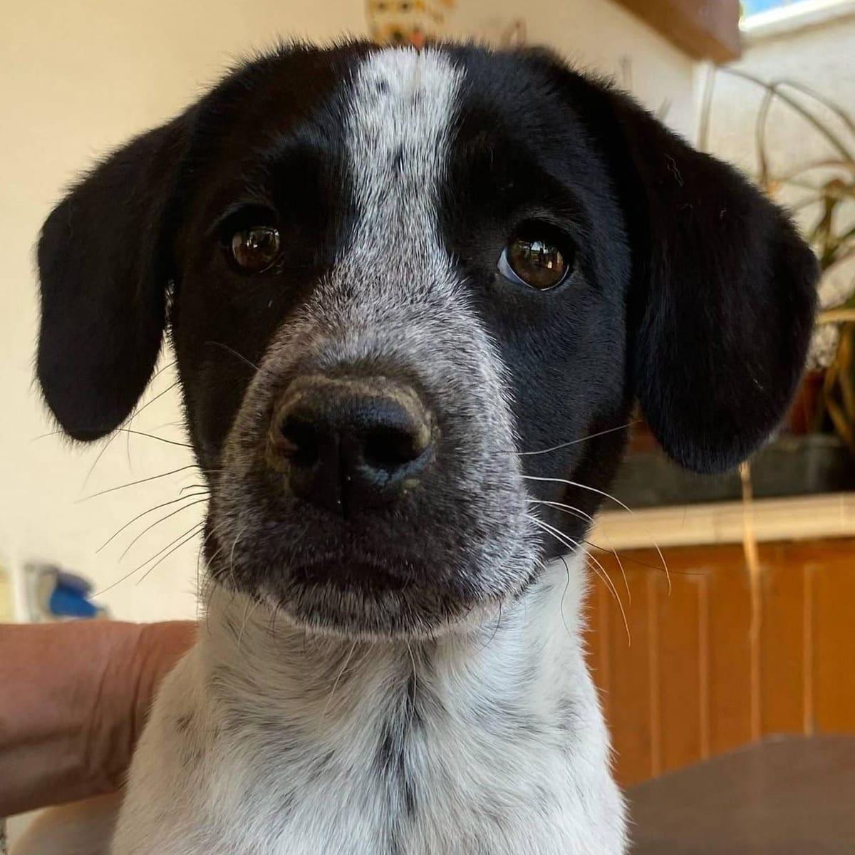 Dottie