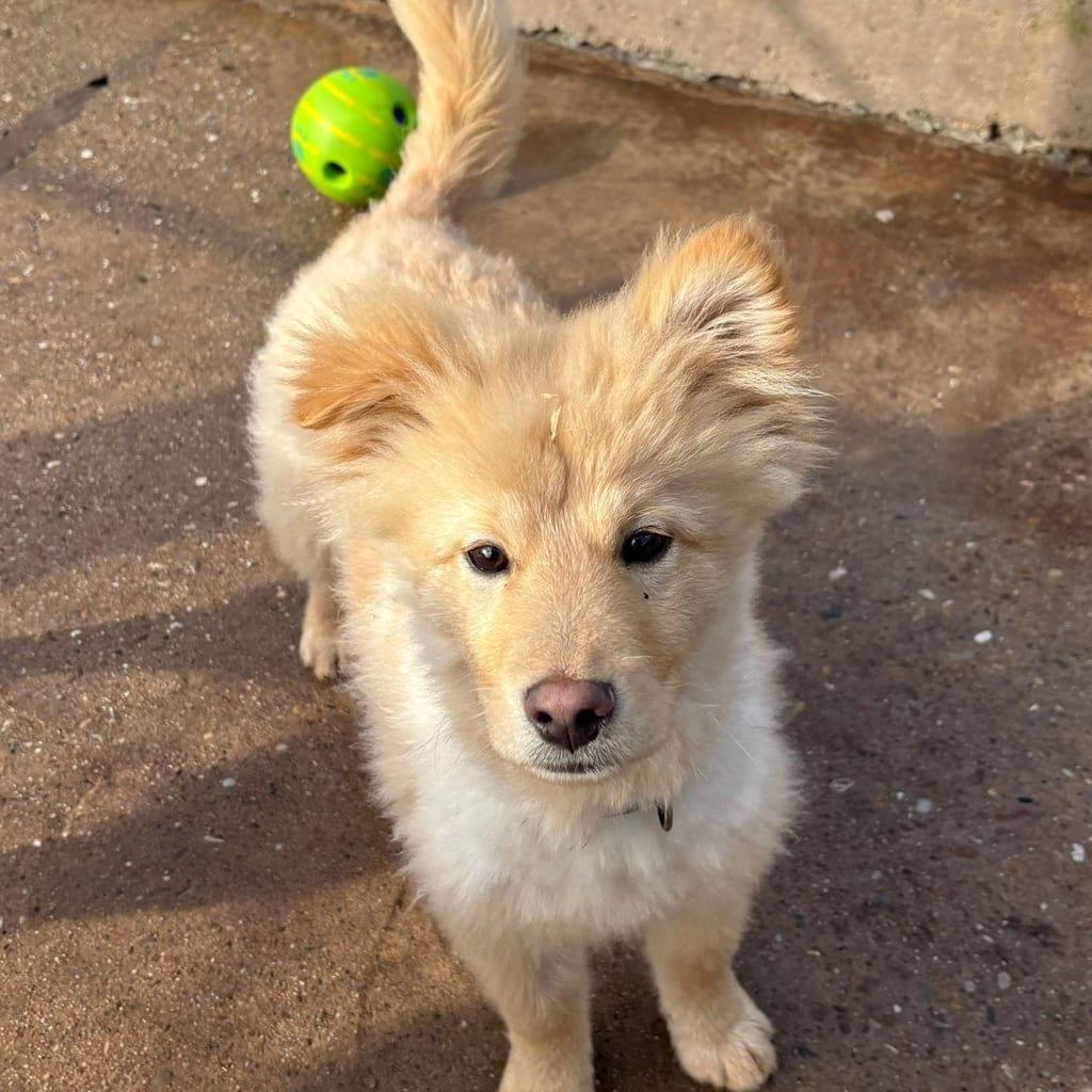 Benny