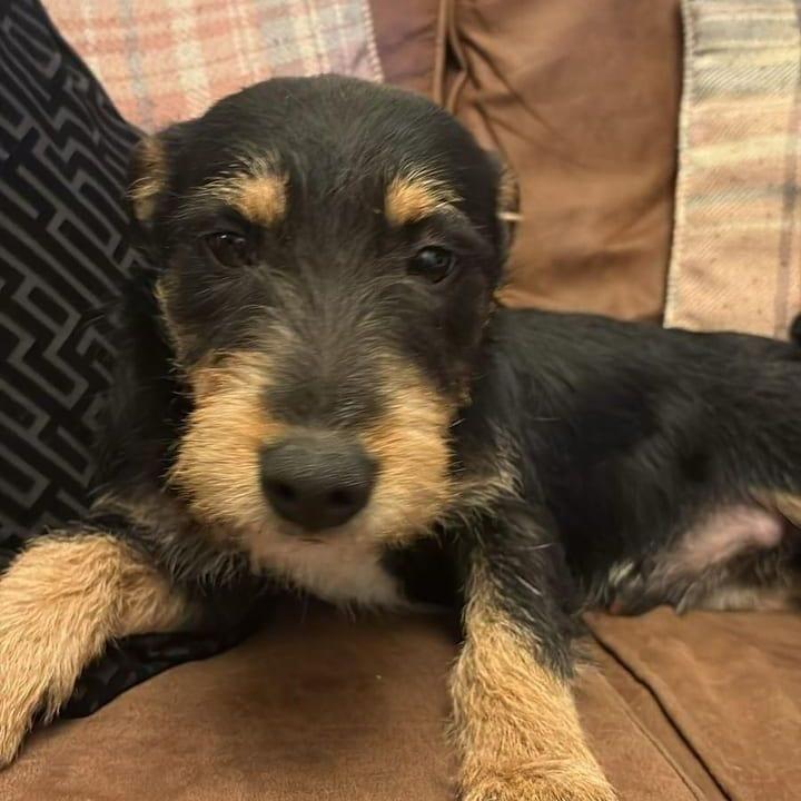 Milo