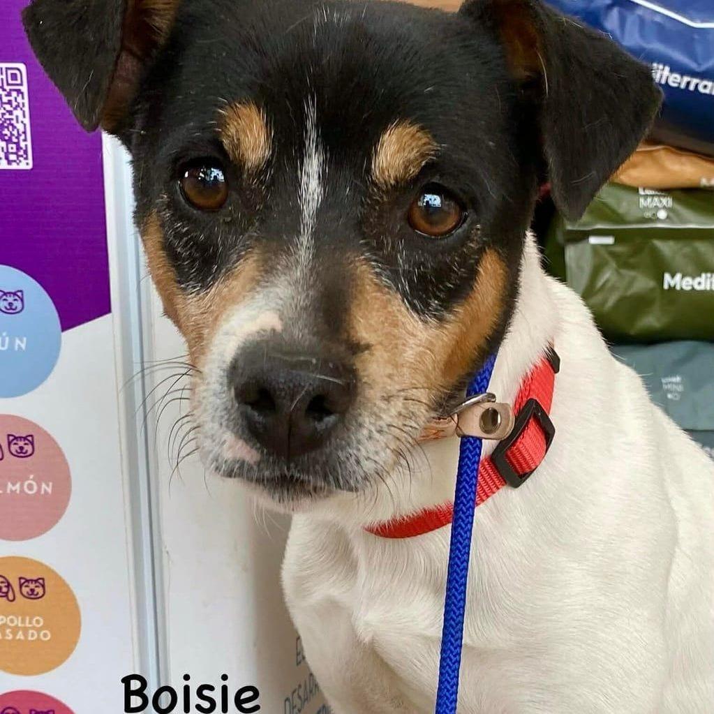 Boisie