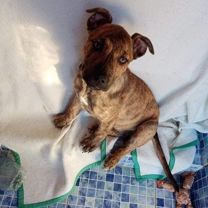 Kali
