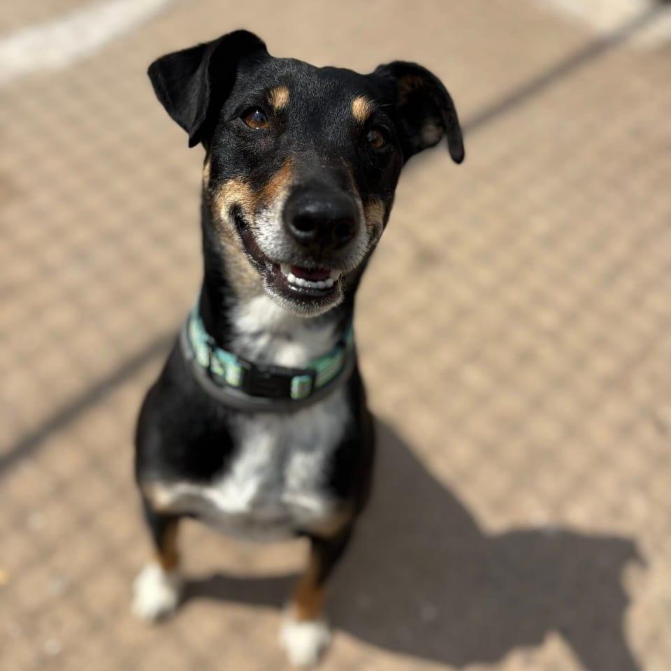 Chulo
