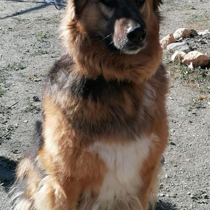 Tess