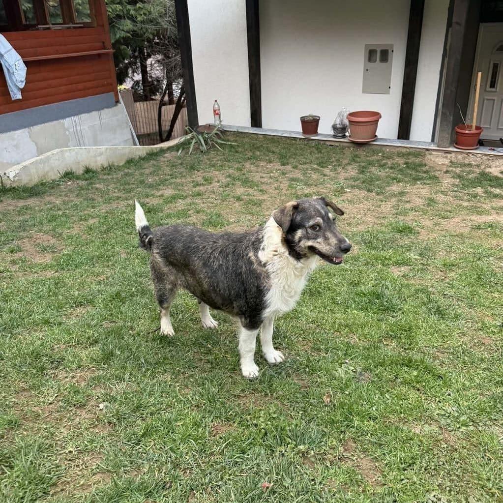 Lola