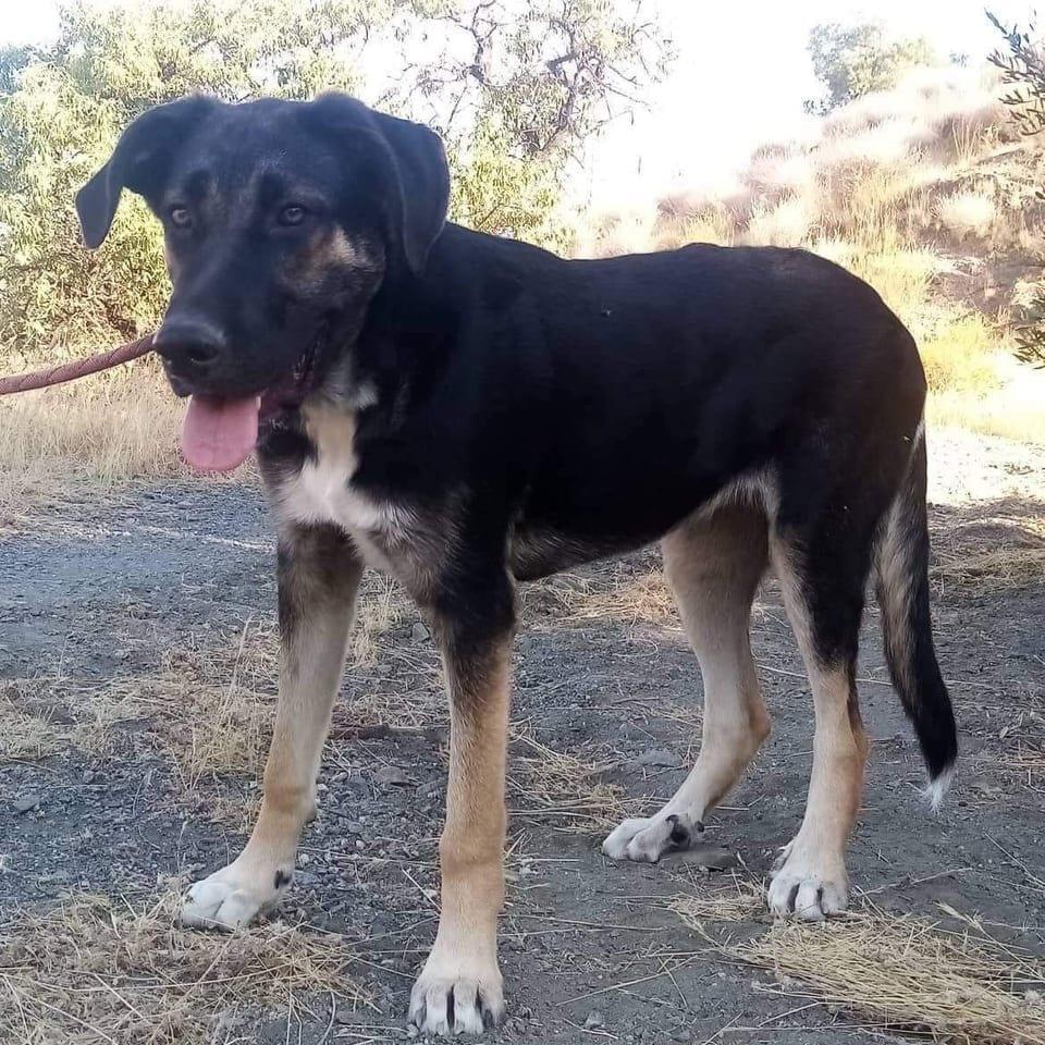 Suki