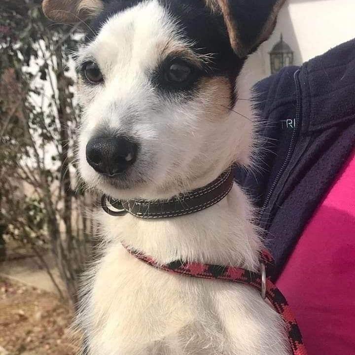 Simon