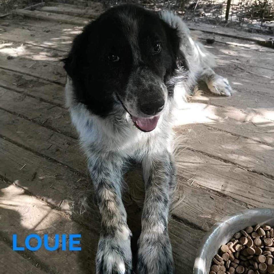 Louie