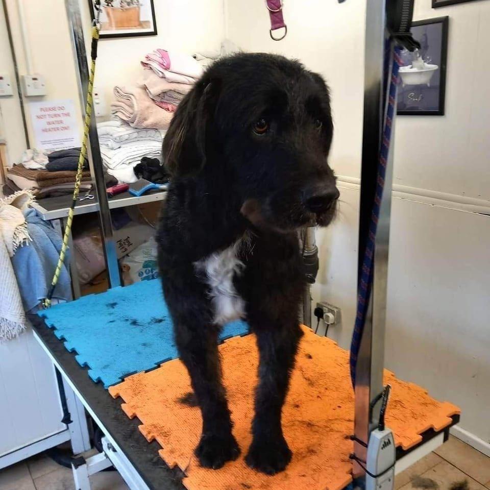 Oscar