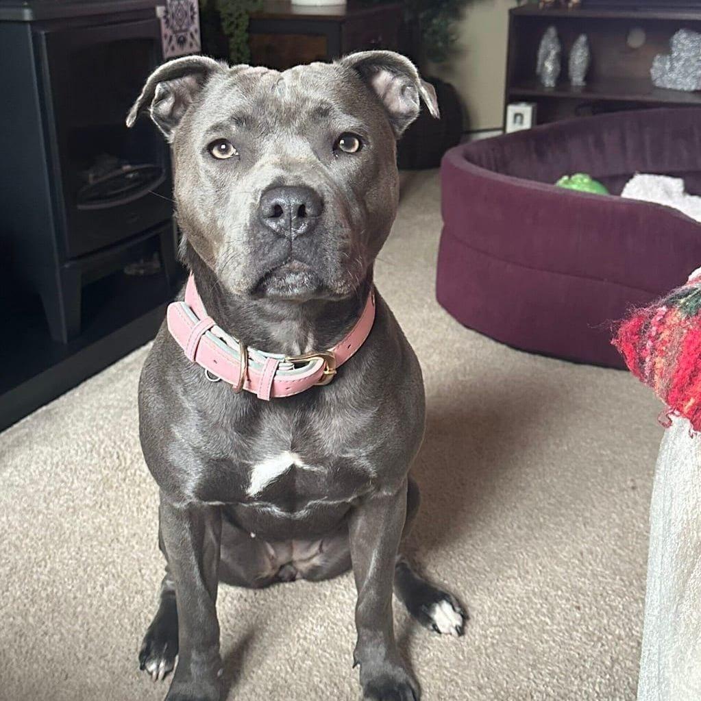 Maya