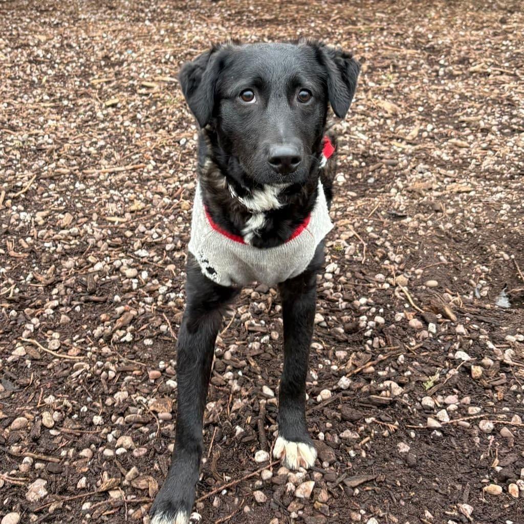 Pippa