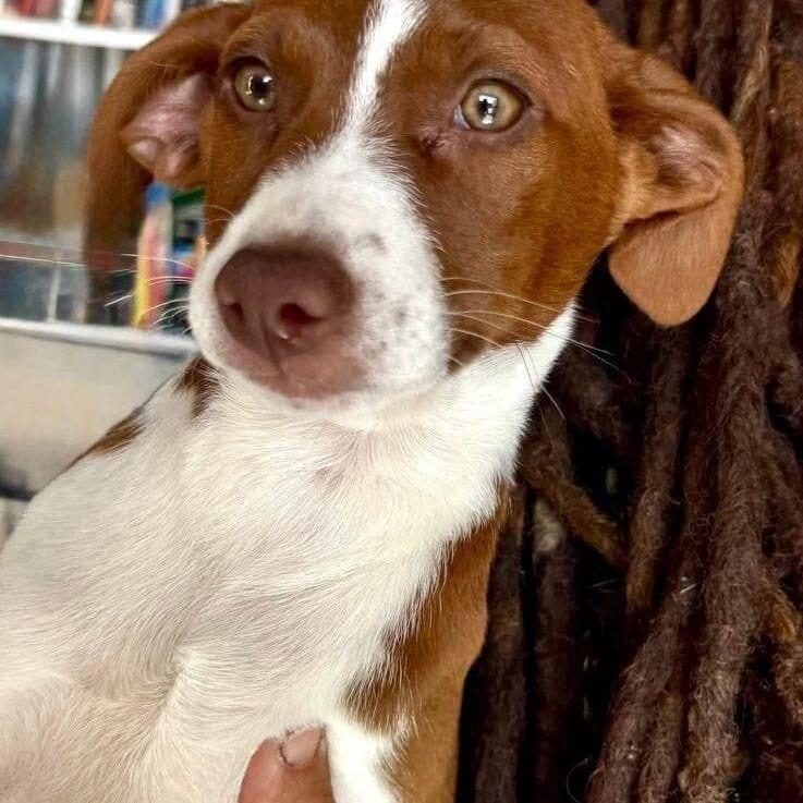 Nellie