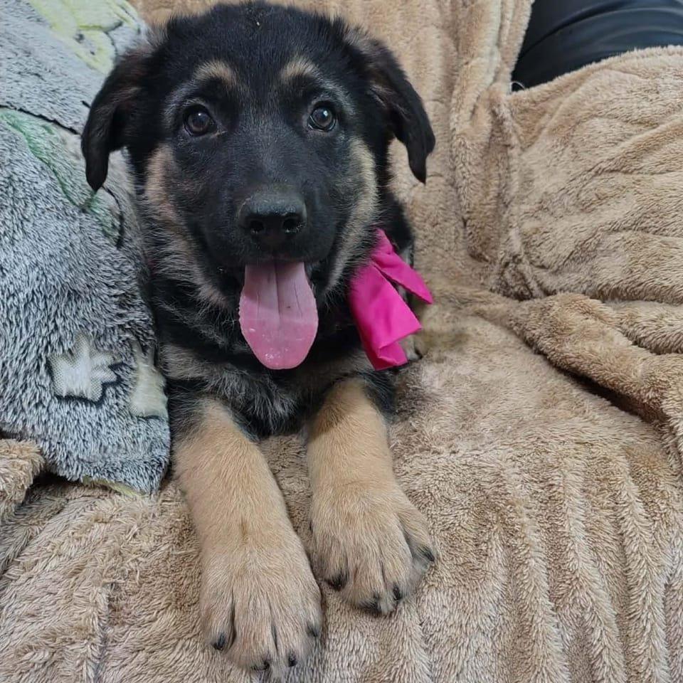 Elsie