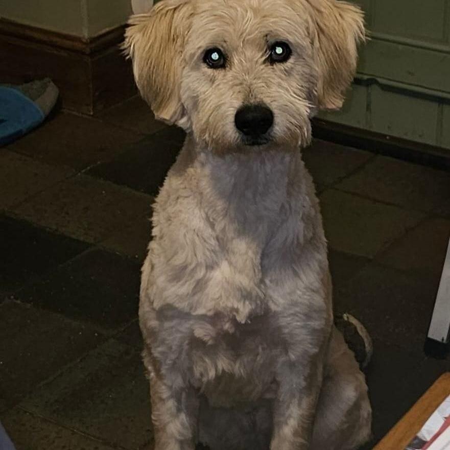 Dougal