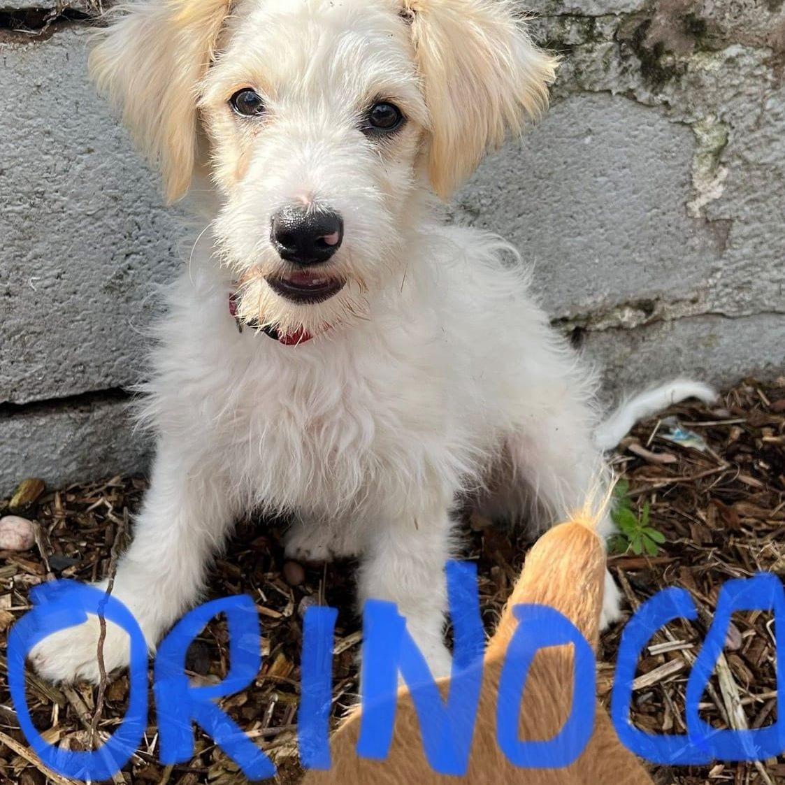 Orionco