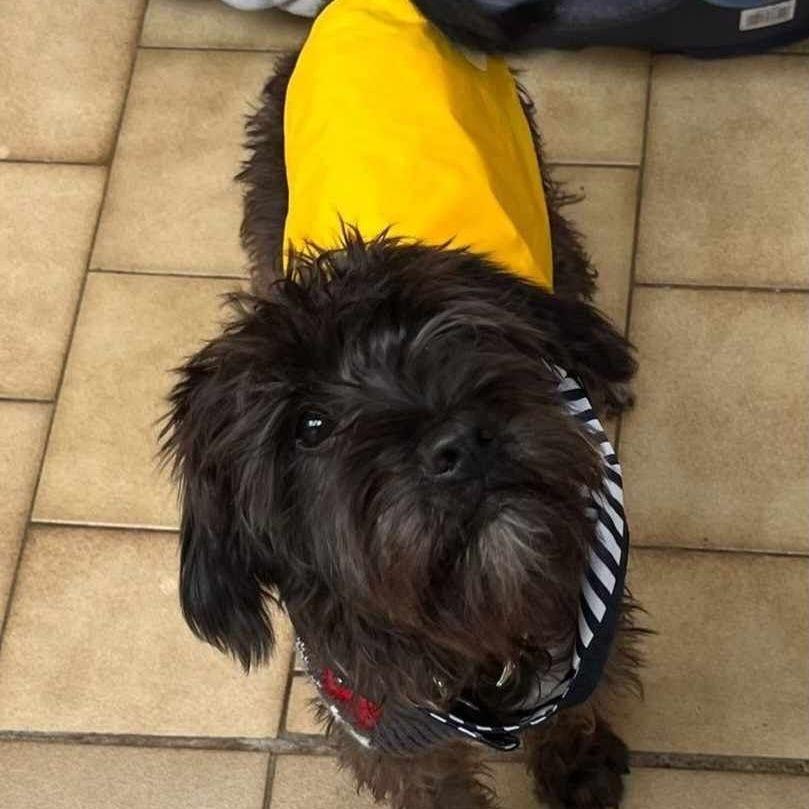 Biscuit