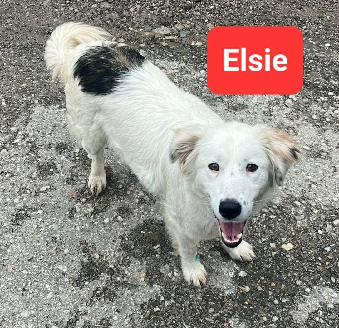 Elsie