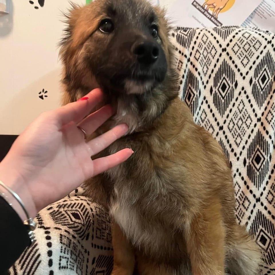 Loki