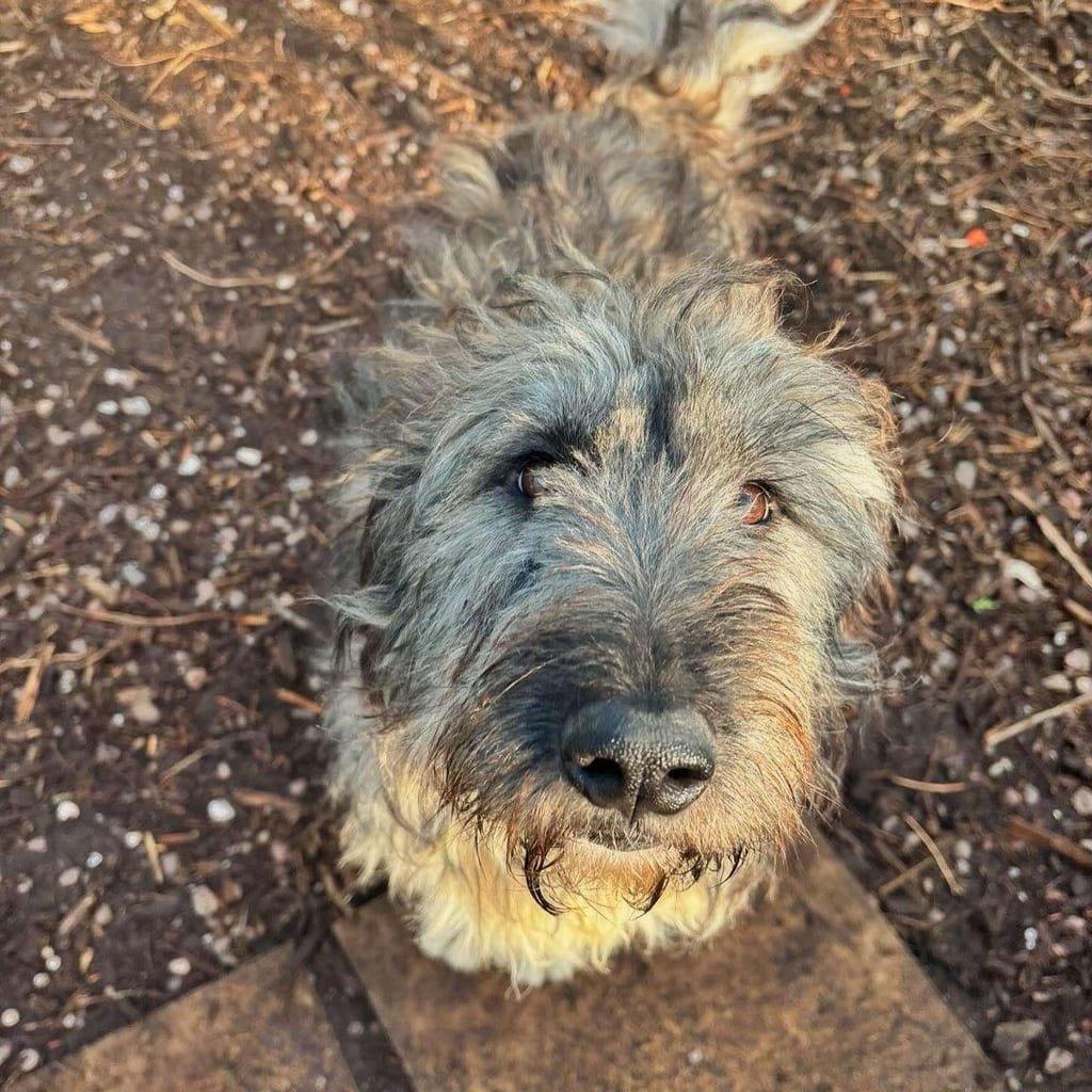 Bonnie
