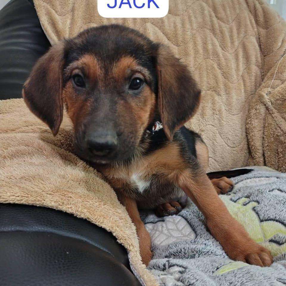 Jack
