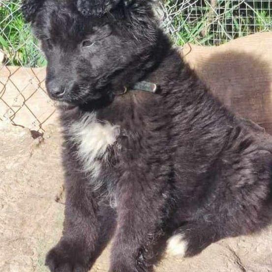 Rufus