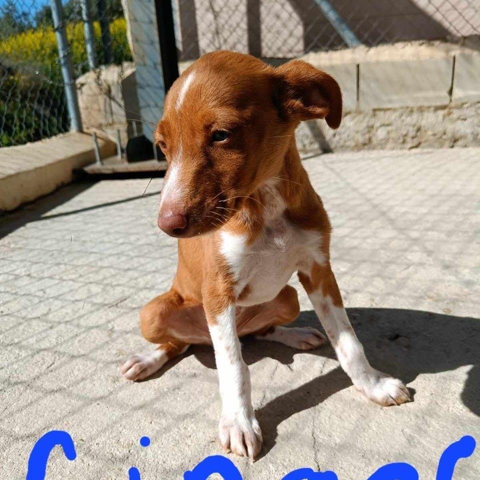 Ginger
