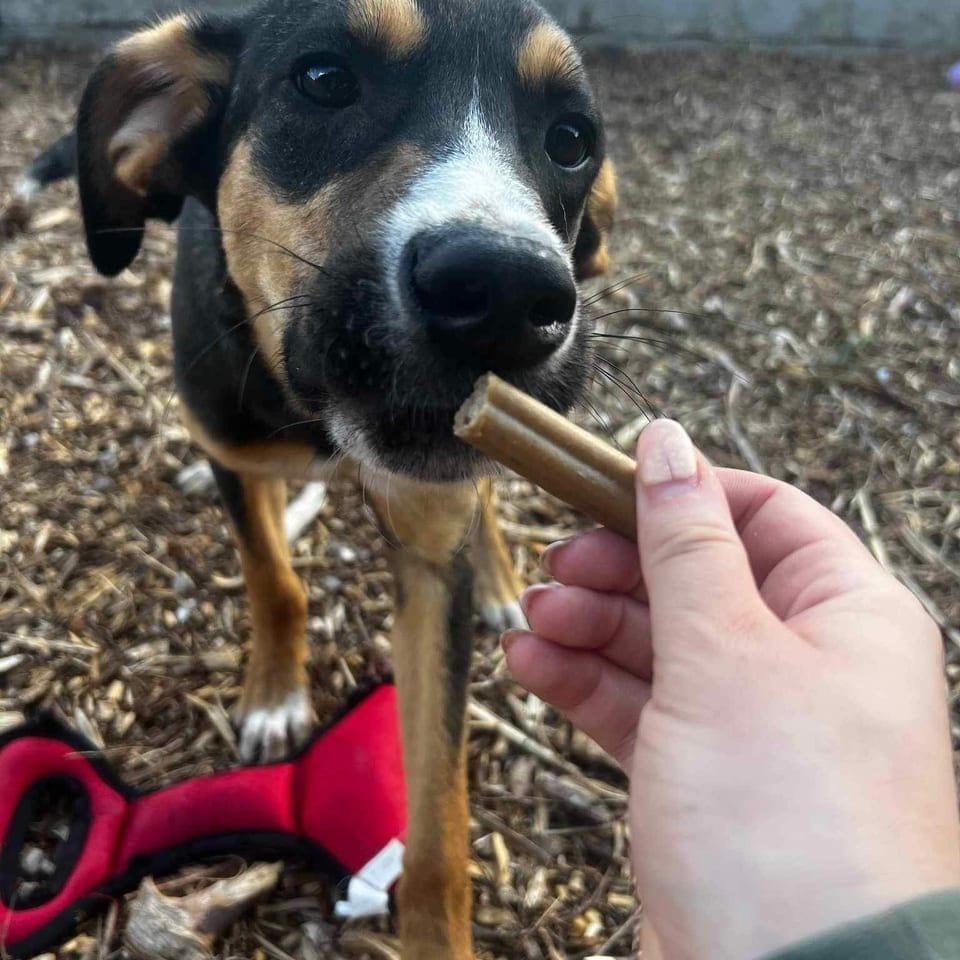 Rolo
