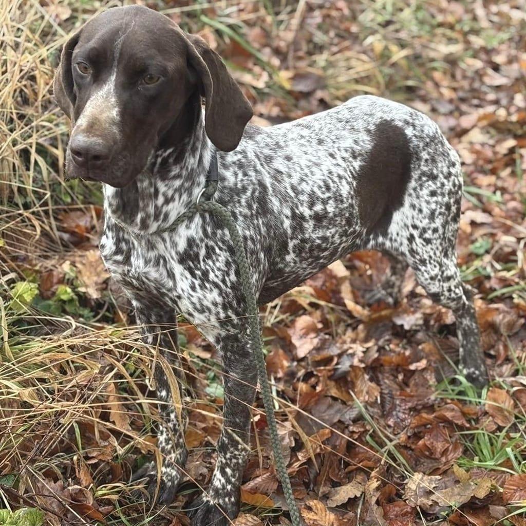 Bracken