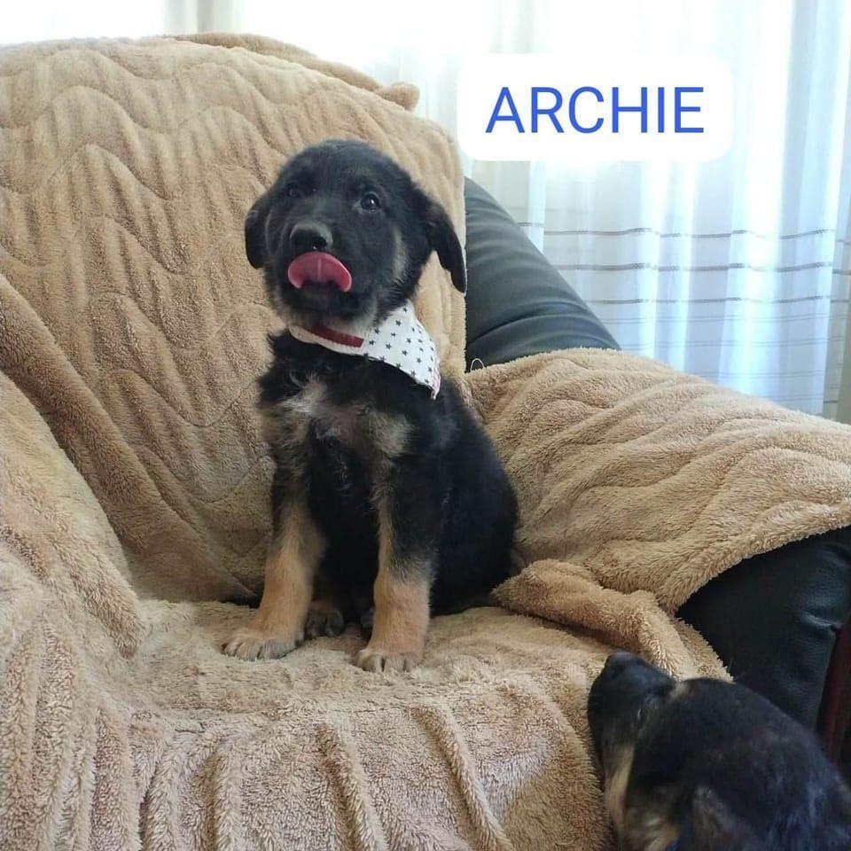 Archie