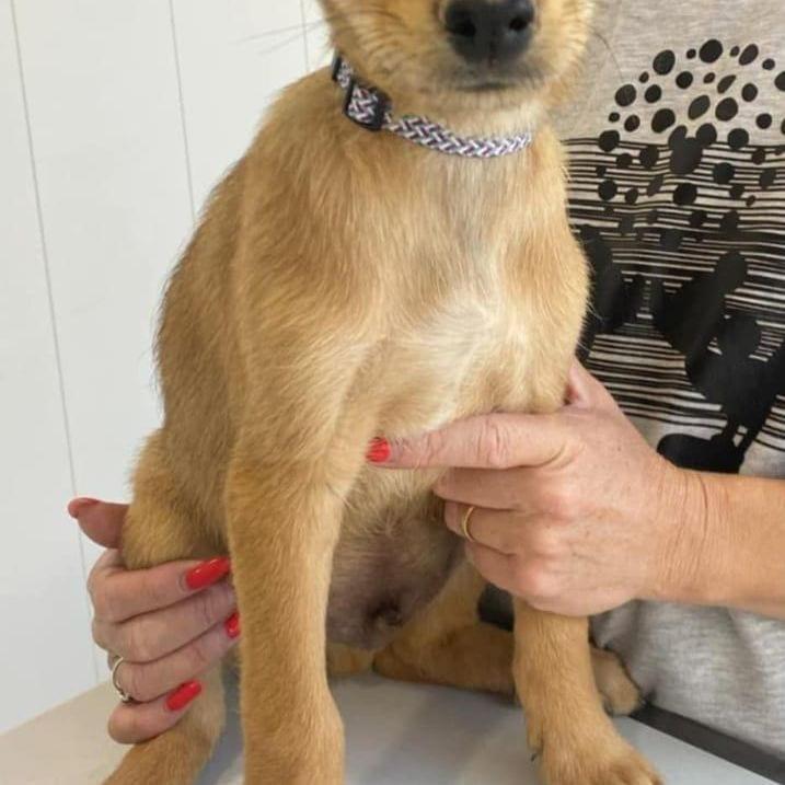 Gino