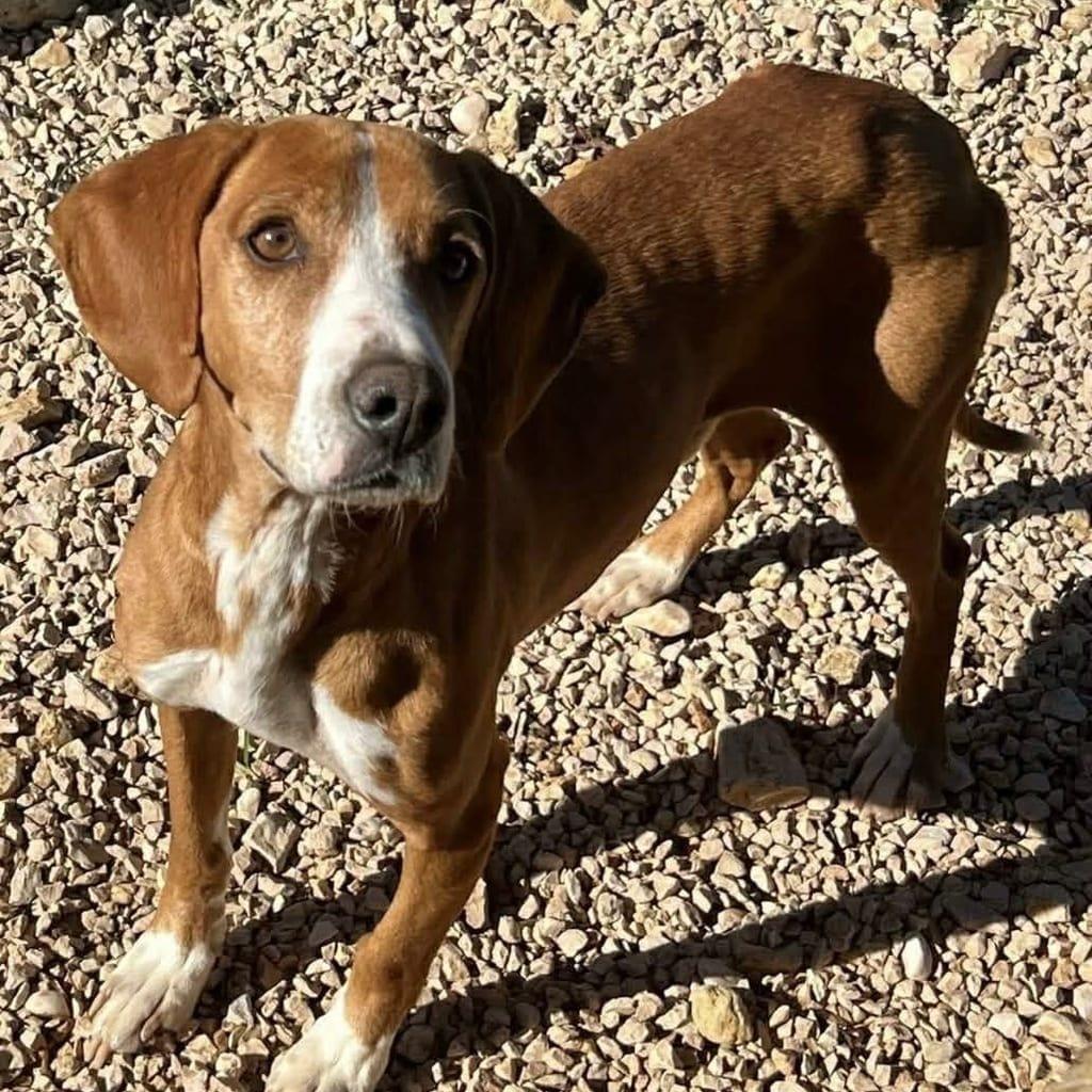 Duke