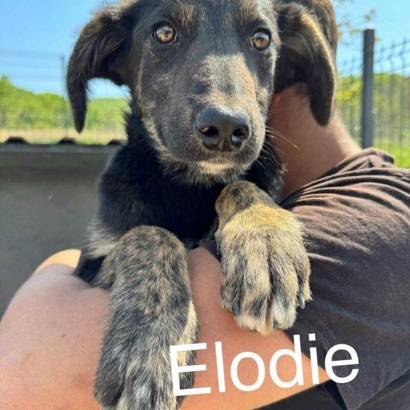 Elodie