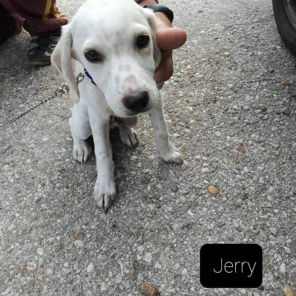 Jerry